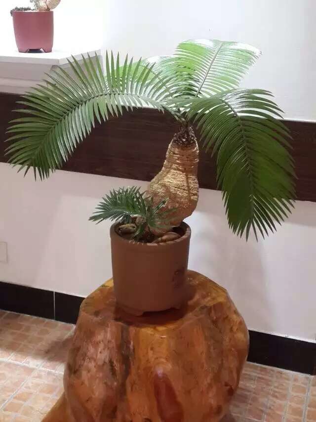 ʯɽ辰ͽ